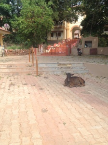 A cow casually sitting by the temple  stairs